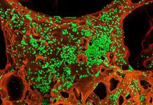 México fue el primero en activar medidas contra el coronavirus, pero a un mes de la alerta global no tiene… – Xataka México