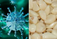 5 alimentos que fortalecen tus defensas y ayudan a combatir el coronavirus – Excélsior