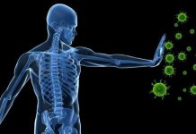 Estos alimentos ayudan a fortalecer el sistema inmune – El Tiempo de México