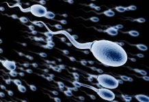 Coronavirus en hombres: enfermedad podría causar daños en los testículos – Fayerwayer