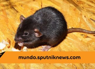 Una rata glotona se convierte en la superestrella del metro de Nueva York – Sputnik Mundo