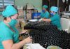 Incrementan producciones de jarabes en laboratorio principal de medicina natural de Ciego de Ávila. – Radio Surco