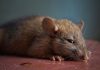 Hantavirus, ¿la otra amenaza a la salud que ha surgido en China? – El Diario NY