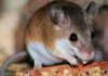 El hantavirus desata una nueva alerta en China, pero ¿qué es? – CC News