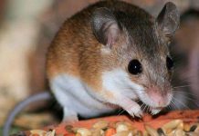 El hantavirus desata una nueva alerta en China, pero ¿qué es? – CC News