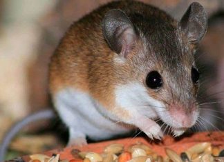 El hantavirus desata una nueva alerta en China, pero ¿qué es? – CC News