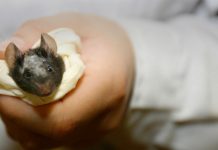 Un chino fallece a causa de hantavirus y desata el pánico en las redes: ¿qué tipo de enfermedad es y hay razones para preocuparse? – RT en Español