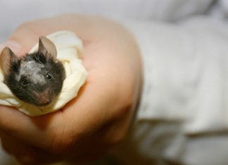 Un chino fallece a causa de hantavirus y desata el pánico en las redes: ¿qué tipo de enfermedad es y hay razones para preocuparse? – RT en Español