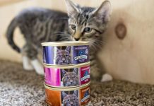 Los estadounidenses hacen compras de pánico para sus mascotas – CNN México.com