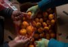 Coronavirus: ¿por qué los precios del jugo de naranja aumentan en todo el mundo? – EL INFORMADOR