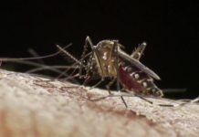 46 muertos por dengue en Paraguay; Salud afirma que disminuyeron las consultas – CNN México.com
