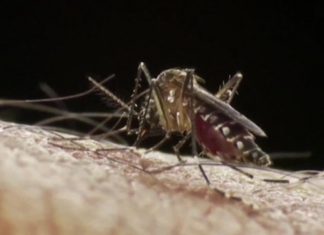 46 muertos por dengue en Paraguay; Salud afirma que disminuyeron las consultas – CNN México.com