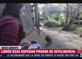 Científicos logran curar la diabetes en ratones – Noticieros Televisa