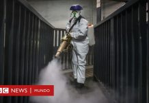 Coronavirus | «Estamos encarando epidemias como el covid-19 de forma equivocada»: entrevista con el ecólogo de enfermedades Peter Daszak – BBC News Mundo